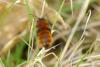 Andrena fulva